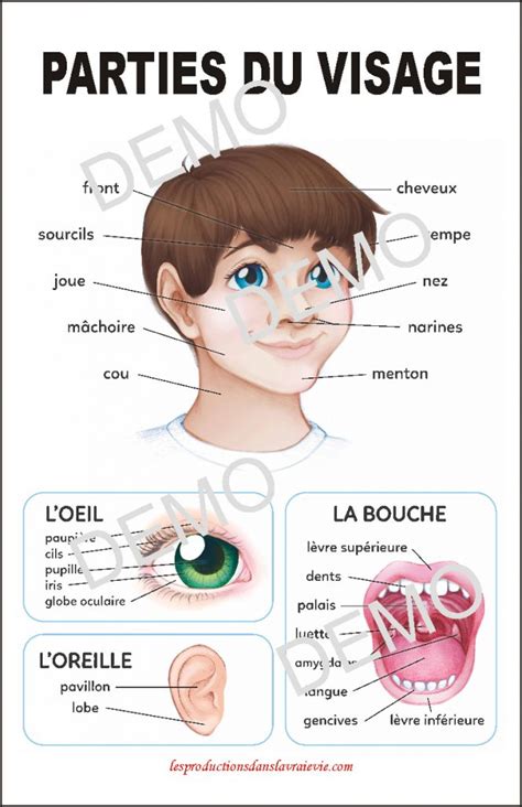 Les Differentes Parties Du Visage