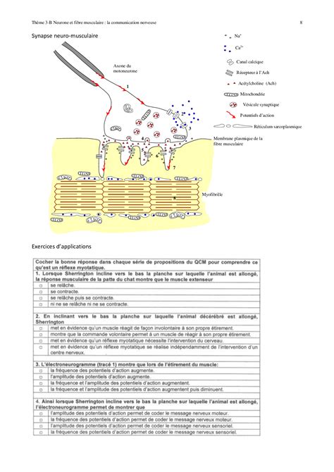 Le réflexe myotatique Cours 1 AlloSchool