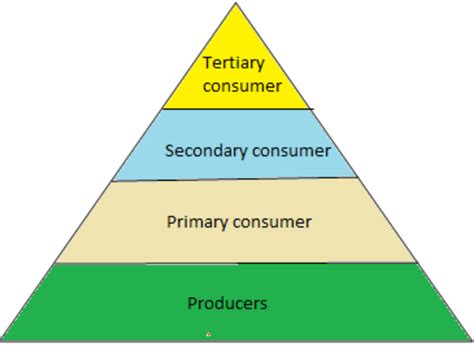 Pyramid Of Numbers Diagram