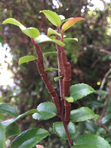 Huckleberry Broom Rust Fungus Pucciniastrum Goeppertianum Inaturalist