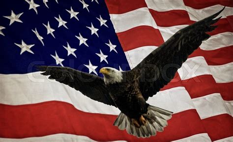 Composite Photo Of A Flying Bald Eagle Stock Image Colourbox