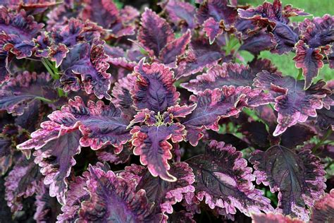 Tropical Plant Purple Foliage Coleus Photograph By Marlin And Laura Hum