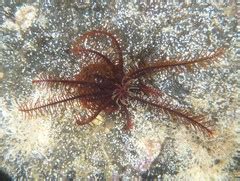 Orange Feather Star Cenolia Trichoptera Tomahawk Tasmania