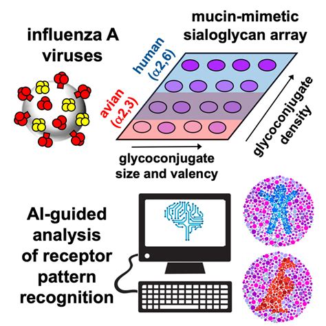 Mucin Mimetic Glycan Arrays Integrating Machine Learning For Analyzing