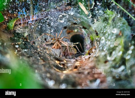 Spider web cave entrance Stock Photo - Alamy