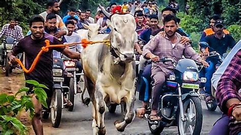 हातात कासरा बैलगाडी शर्यत हारुर🔥 Bailgadi Sharyat Youtube