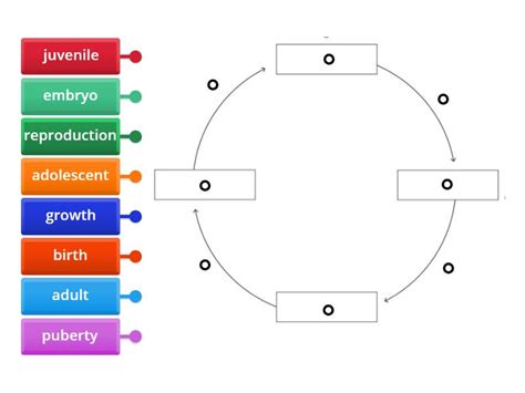 Human life cycle - Labelled diagram