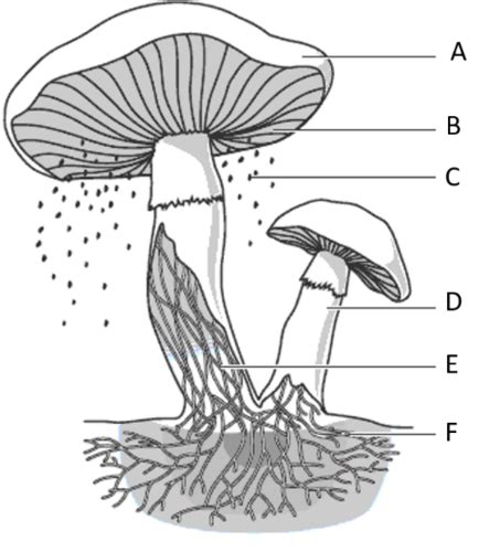 The Microbial World Flashcards Quizlet