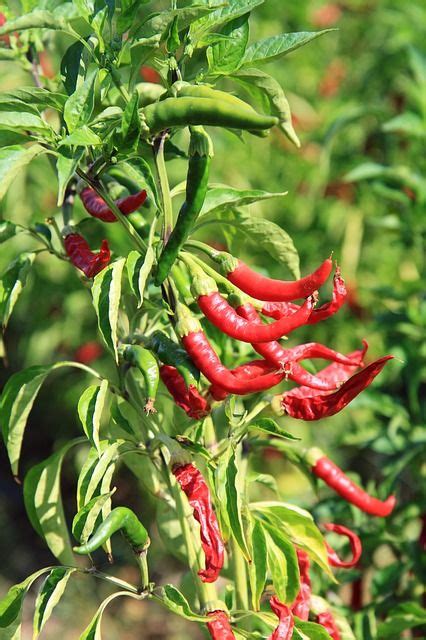 peperoncino | Starting a vegetable garden, Hot peppers plants, Pepper plants