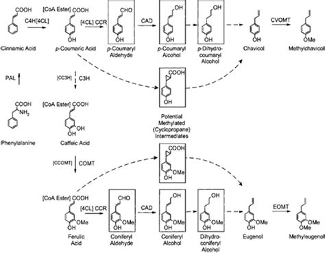 Biosynthetic Pathway Leading To Methyl Eugenol Biosynthesis In Basil