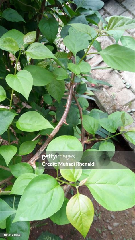 Plants At The Pondok Ranji Health Center Fence High Res Stock Photo