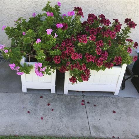 Martha Washington Geranium Care | Balcony Garden Web