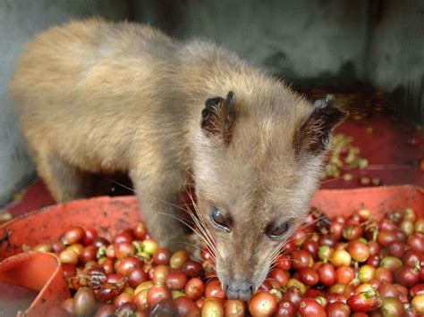 Pin on Civets & Genets