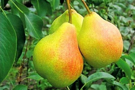 Груша обыкновенная. Pyrus communis Нежность (ранне-осенний сорт) (Pyrus ...