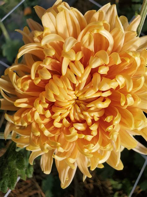 Wind Haven Farms : Chrysanthemum