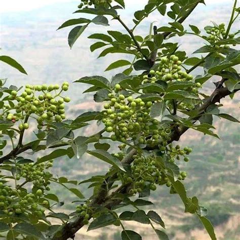 天水市麦积区：小小花椒树结出“致富果”琥珀种植霍家