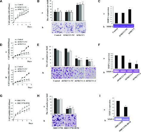 Effects Of Nkcc1 Overexpressionknockdown And Inhibitor Treatment On