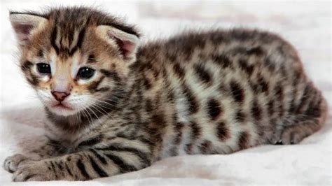 SAVANNAH CAT PERSONALITY AND BREED (ALL YOU NEED TO KNOW) - DorkyCats