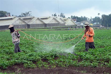 KEBUN BENIH KENTANG ANTARA Foto