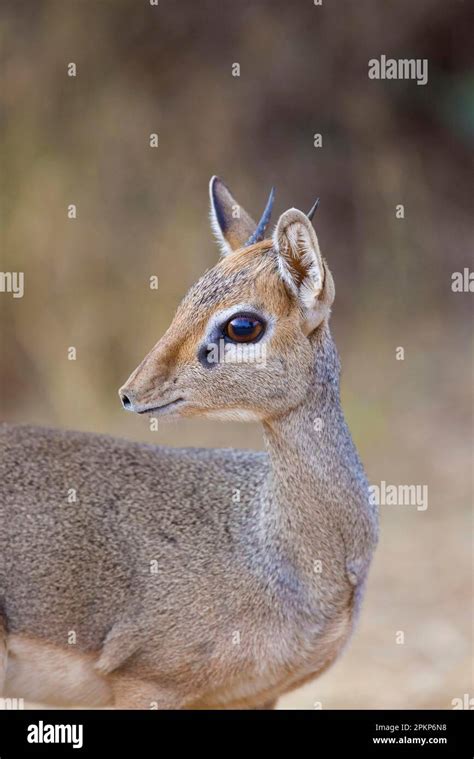 El Dik Dik De Guenther Madoqua Guentheri El Dik Dik De Guenther