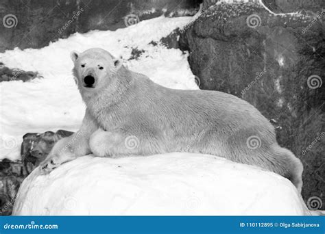 Cachorro Del Maritimus Del Ursus Del Oso Polar En El Hielo De Paquete