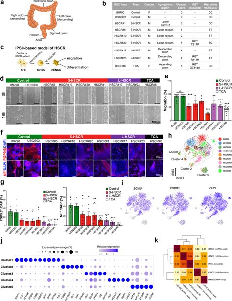 Functional And Molecular Characterization Of An Ipsc Based Model Of