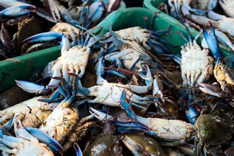 Alienta A Pescadores El Levantamiento De La Jaiba De Momento Solo