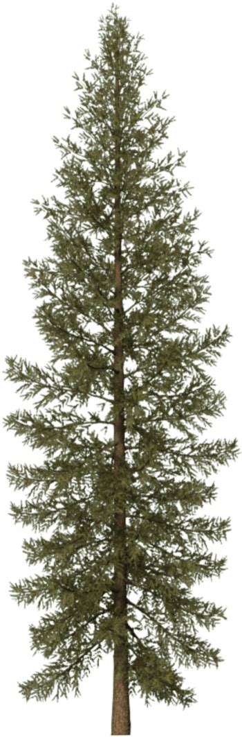 Pine Tree Png Svg Black And White Douglas Fir Tree Png Free