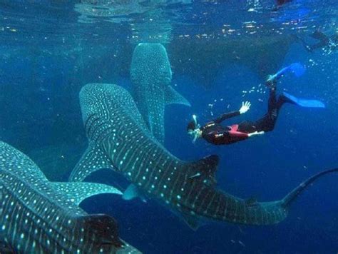 Bohol Whale Shark Experience & Pahangog Twin Falls Tour | Philippines ...