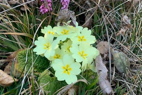 Meteo Pazzo A Varese Fioriture Primaverili A Gennaio Al Campo Dei