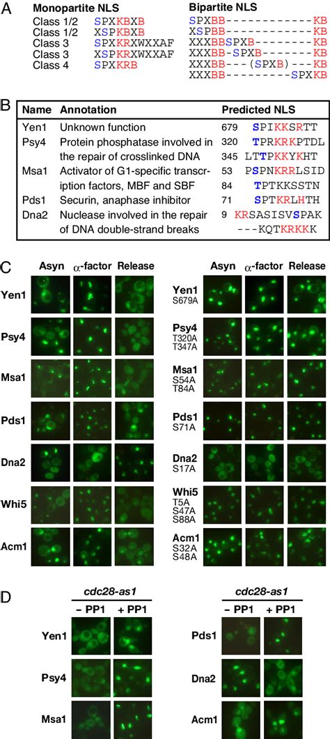 Previously Unidentified Cell Cycle Regulated Nucleocytoplasmic