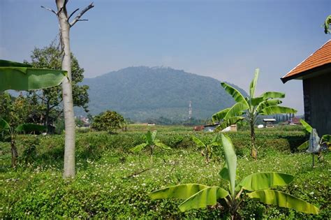 Tanah Trawas Dengan Pemandangan Gunung Penanggungan Dekat Hotel