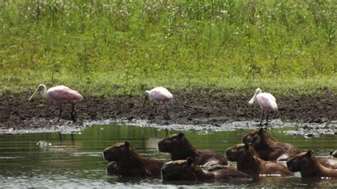 Estrada Parque do Pantanal Corumbá 2018 O que saber antes de ir