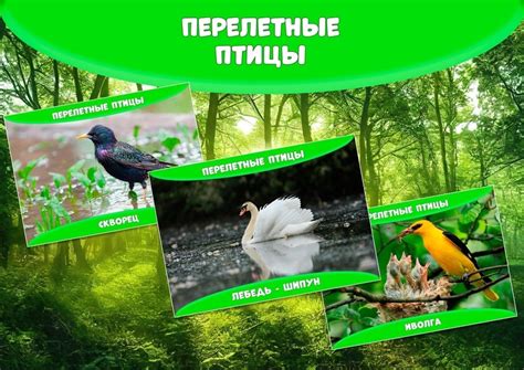 Картотека "Перелетные птицы" Части 1 и 2. Формат а4 и а5. Скачать из ...