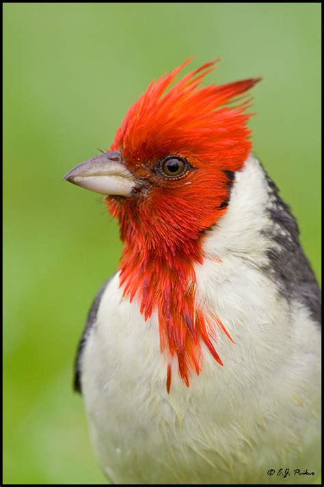 Red-crested Cardinal Page