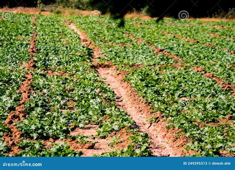 Harvest Of Green Fresh Beans In A Garden Bunch Of Raw Moong Beans On