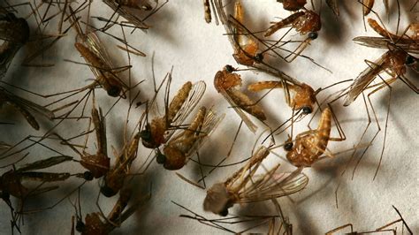 West Nile Virus Fast Facts CNN