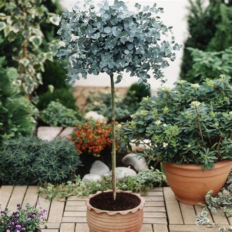 Seeds Eucalyptus Alba Bonsai Samen Eukalyptus Pflanze Samen