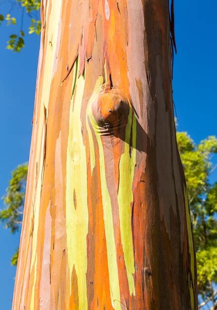 Premium Photo Detail Of Colorful Bark Of Rainbow Eucalyptus Tree