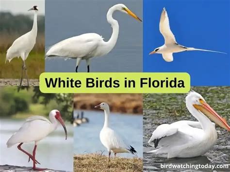 10 White Birds Found In Florida An Id Guide With Range Maps And