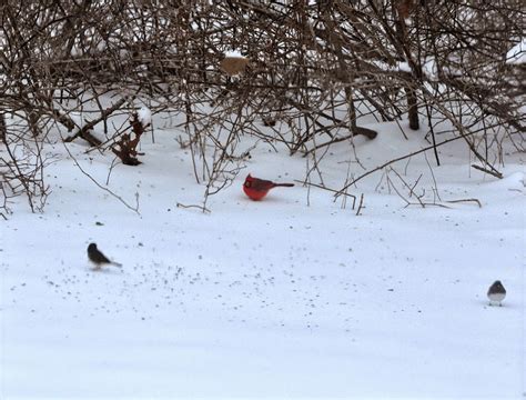 Birding Is Fun Maine Birds In Winter