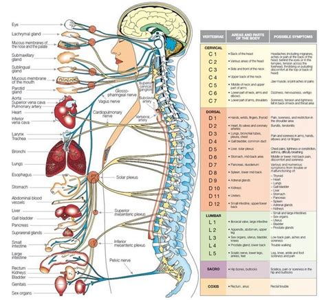 Diagramm Des Nervensystems Des Menschlichen K Rpers Diagramm Des