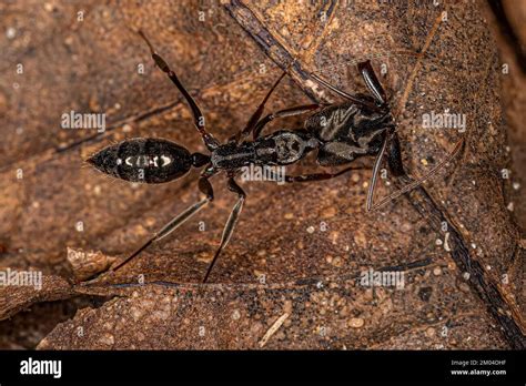 Adult Trap Jaw Ant Of The Genus Odontomachus Stock Photo Alamy