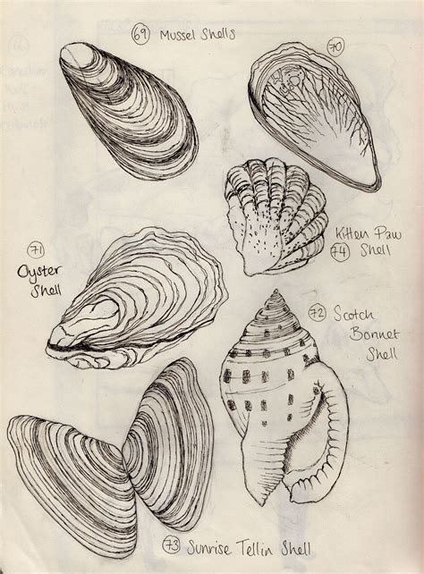 Shells Observational Sketchbook Drawings Google Search Shell Drawing