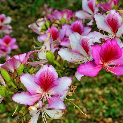 BAUHINIA variegata - Bauhinia – Australian Seed