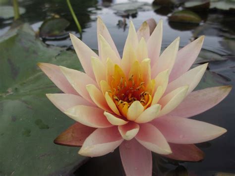 Just A Pink Lily Pad Flower Lily Pads Water Lily Pink Lily