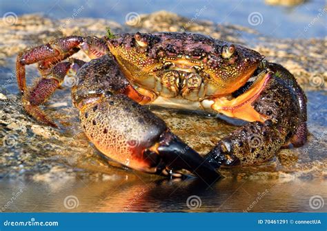 Crab Sits On Coastal Rocks Stock Image Image Of Shell 70461291