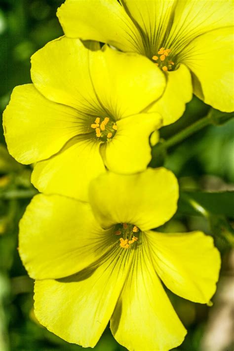 6 Fascinating Primrose Flower Facts - Birds and Blooms