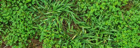 How To Get Rid Of Crabgrass In The Summer Davey Blog Davey Tree