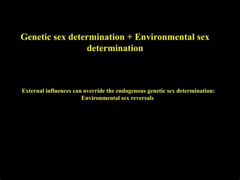 PPT Evolution Of Sex Determination And Sex Chromosomes What Can We Learn From Fish